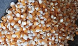 Kementan sebut 4,05 jt ton jagung produksi petani harus diserap
