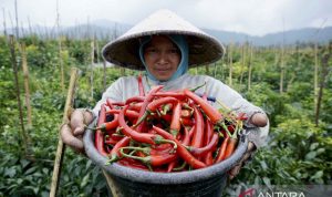Mendag: Indonesi butuh sistem tanam cabai yang digunakan tak terpengaruh cuaca